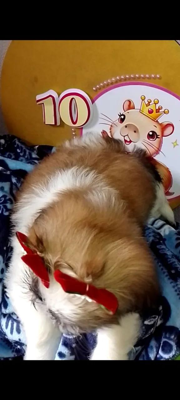 Filhotes pronta entrega Shitzu fêmea pedigree vacina  - Foto 4