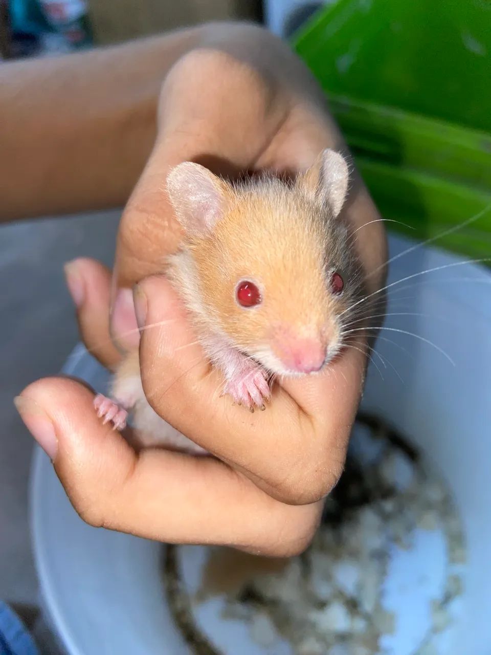 Hamster  - Foto 3