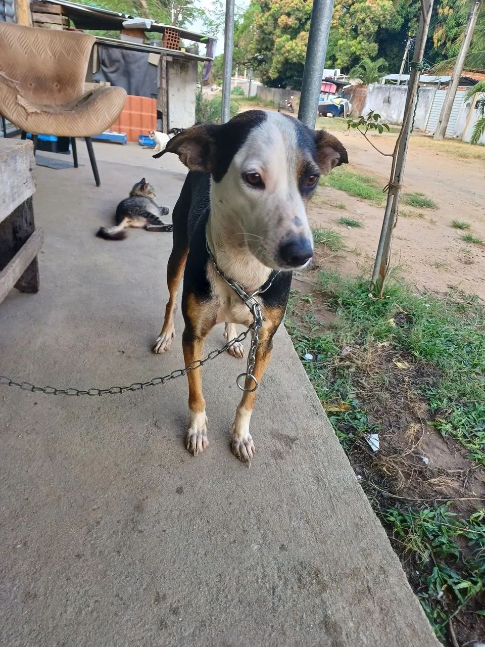 ADOÇÃO  - Foto 2