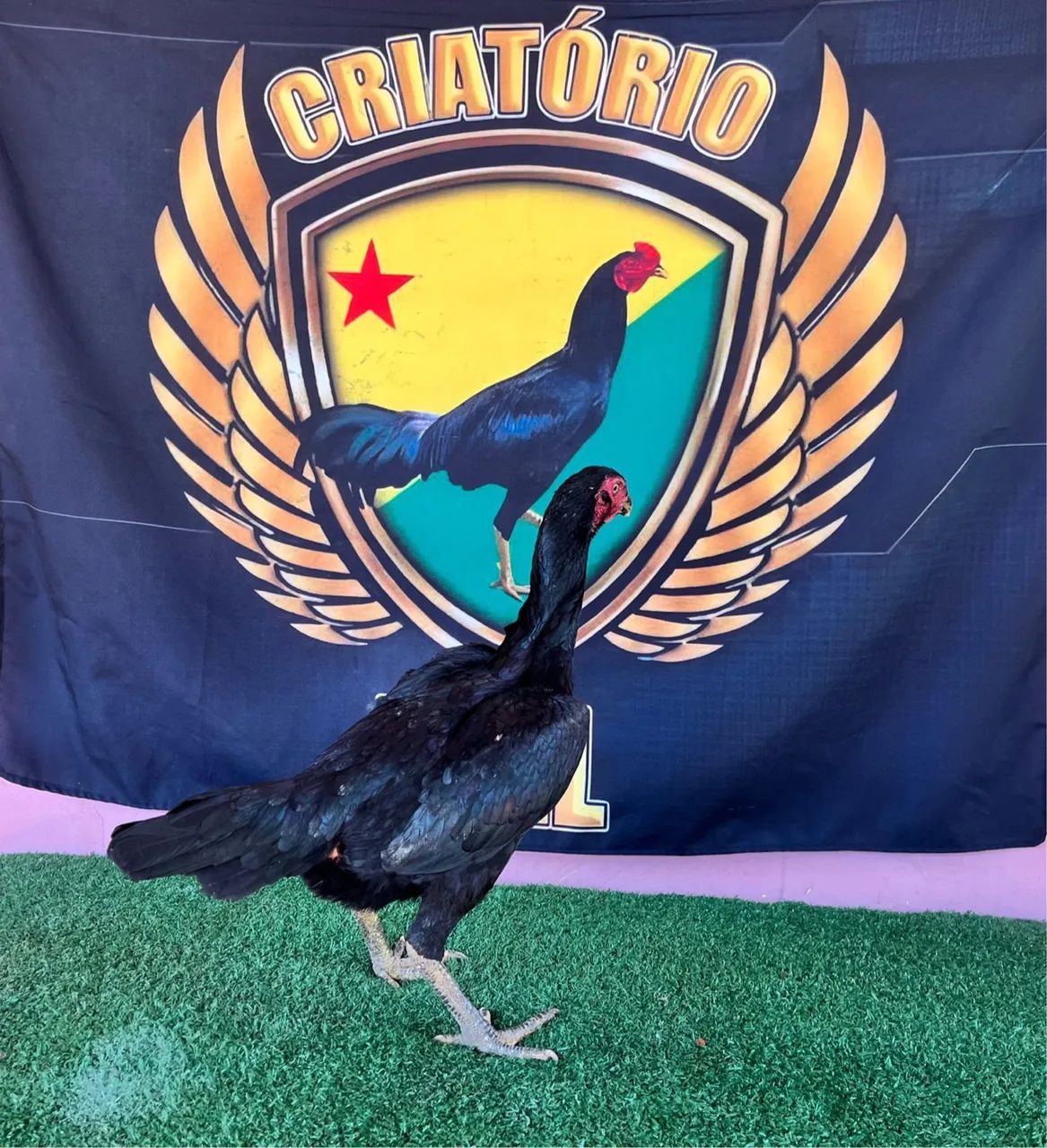 Galinhas e frangos de raça  - Foto 5