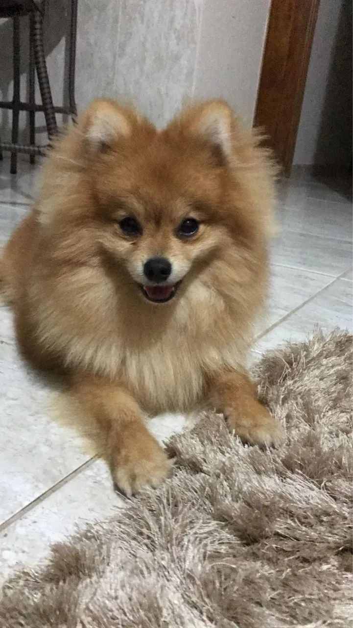Lulu da pomerania - Foto 2