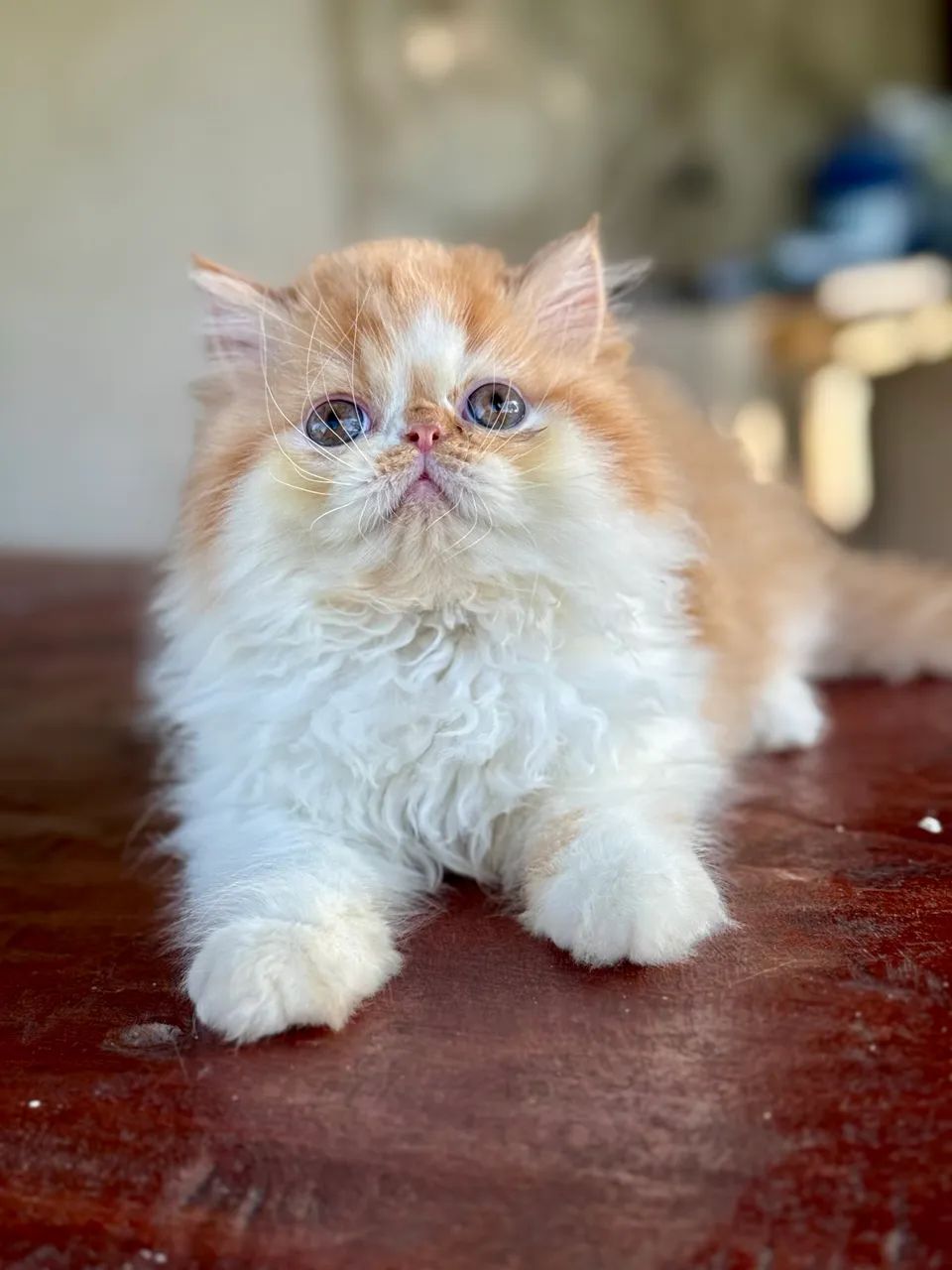 Gato persa  - Foto 3