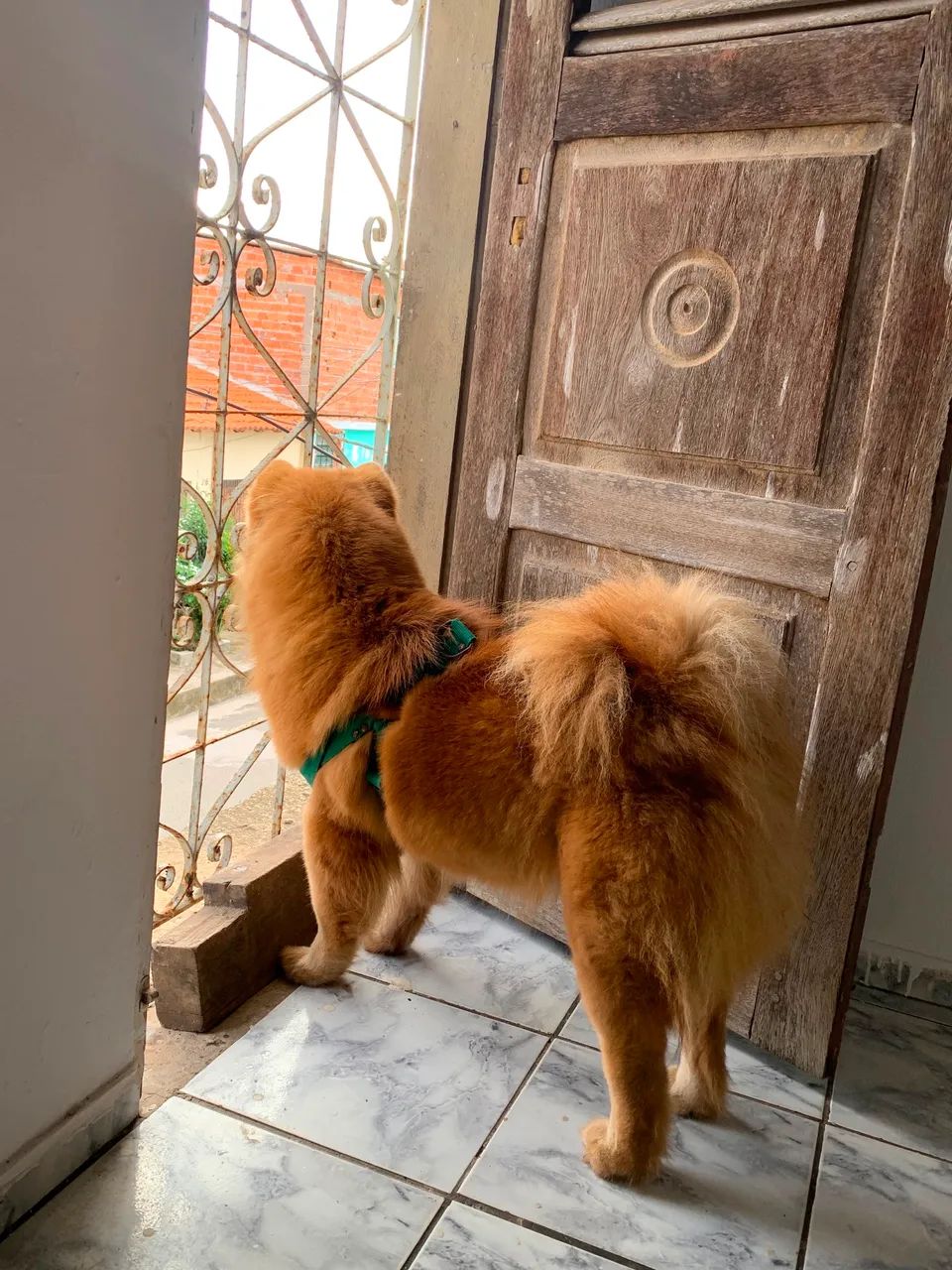 Chowchow  - Foto 3