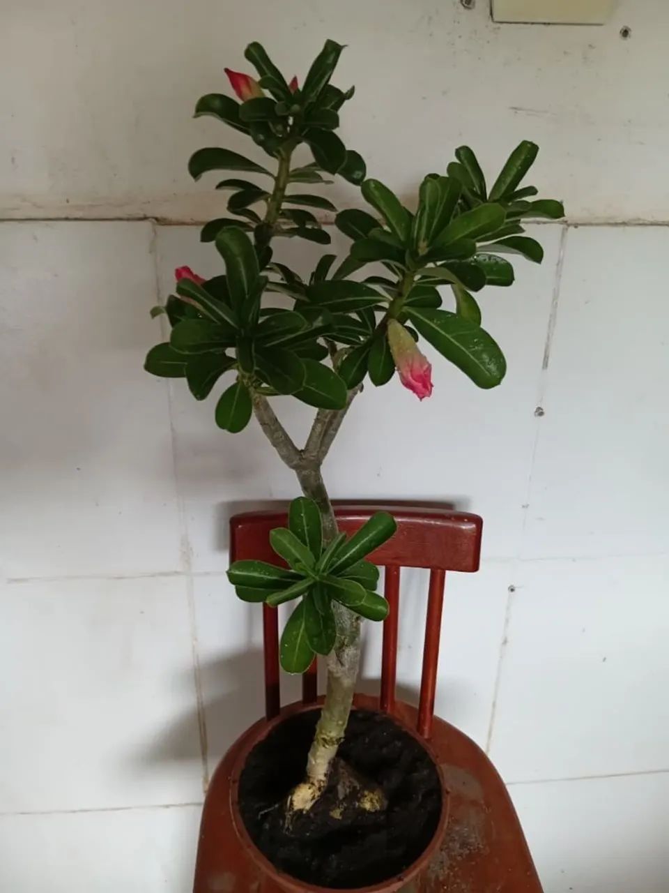 Rosa do deserto  - Foto 4