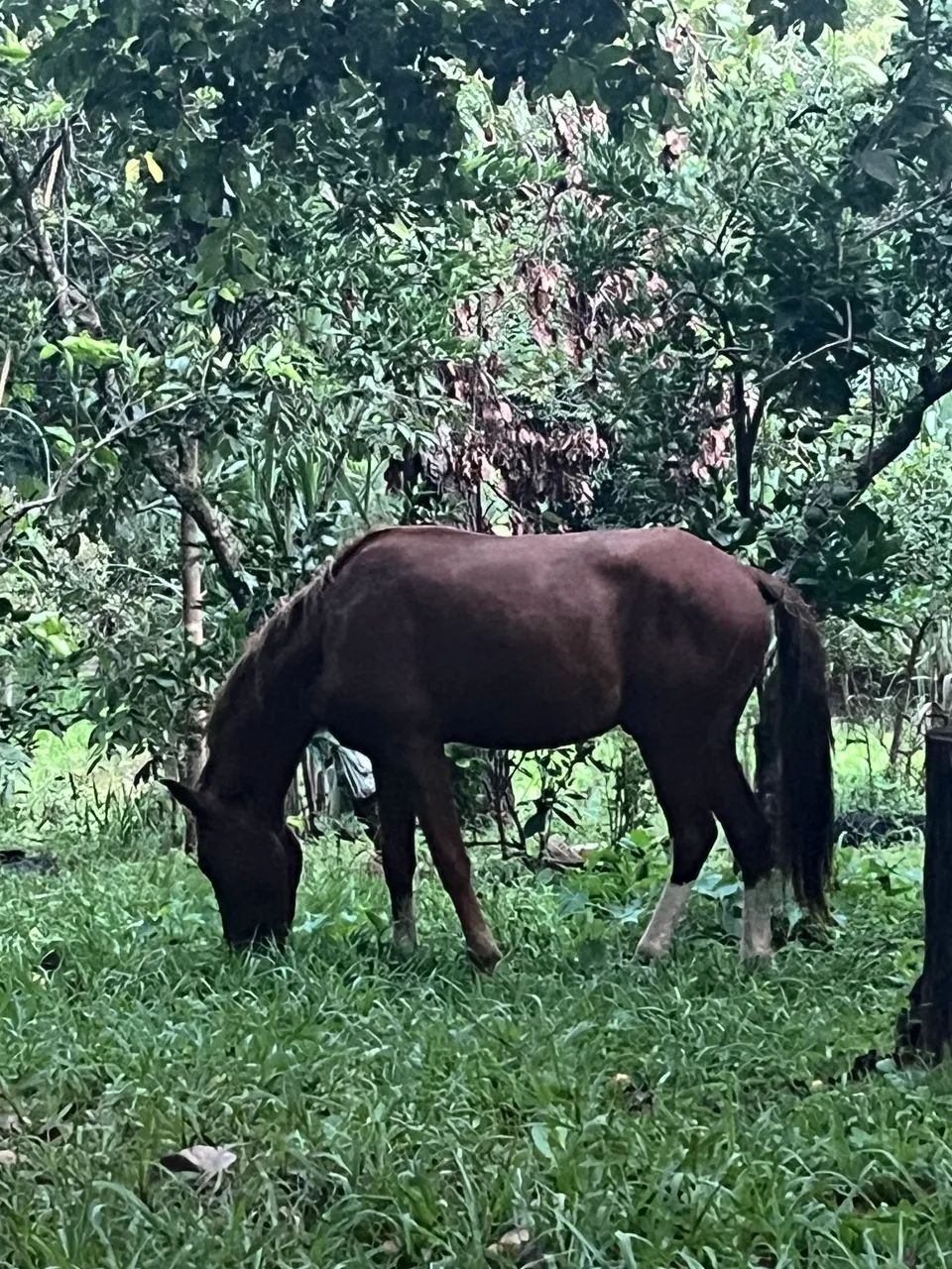 vende-se cavalo manso
