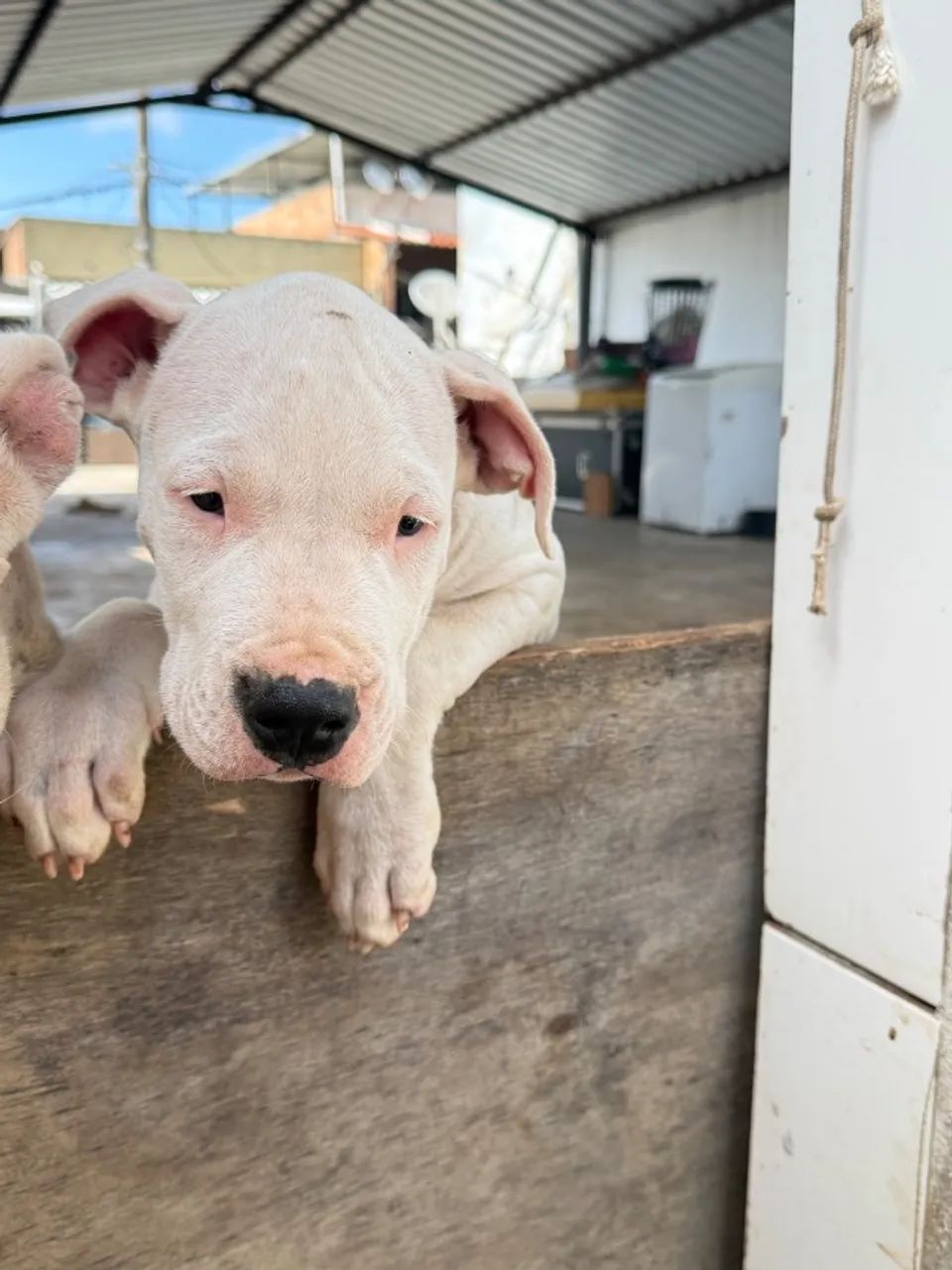 Dogo Argentino  - Foto 2