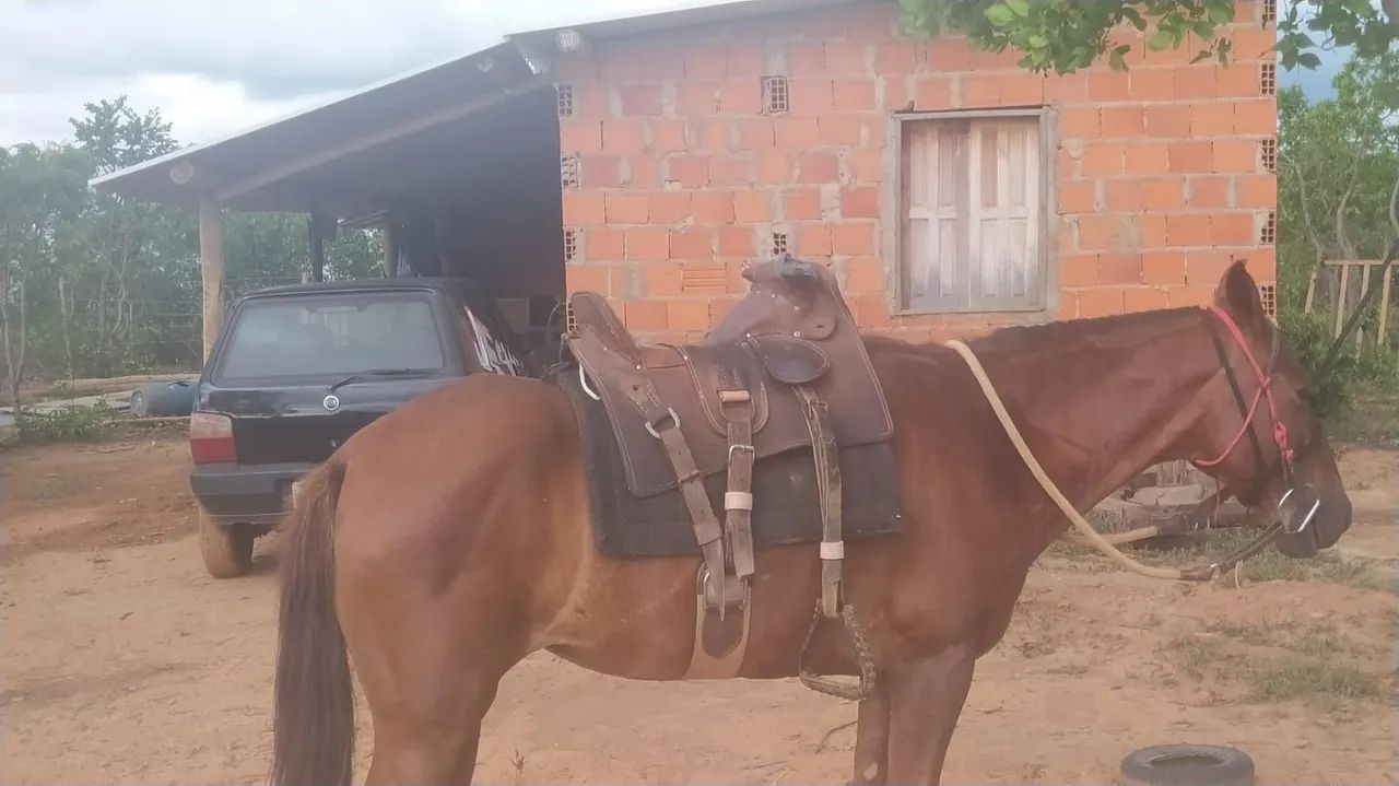 Sítio a venda - Foto 3