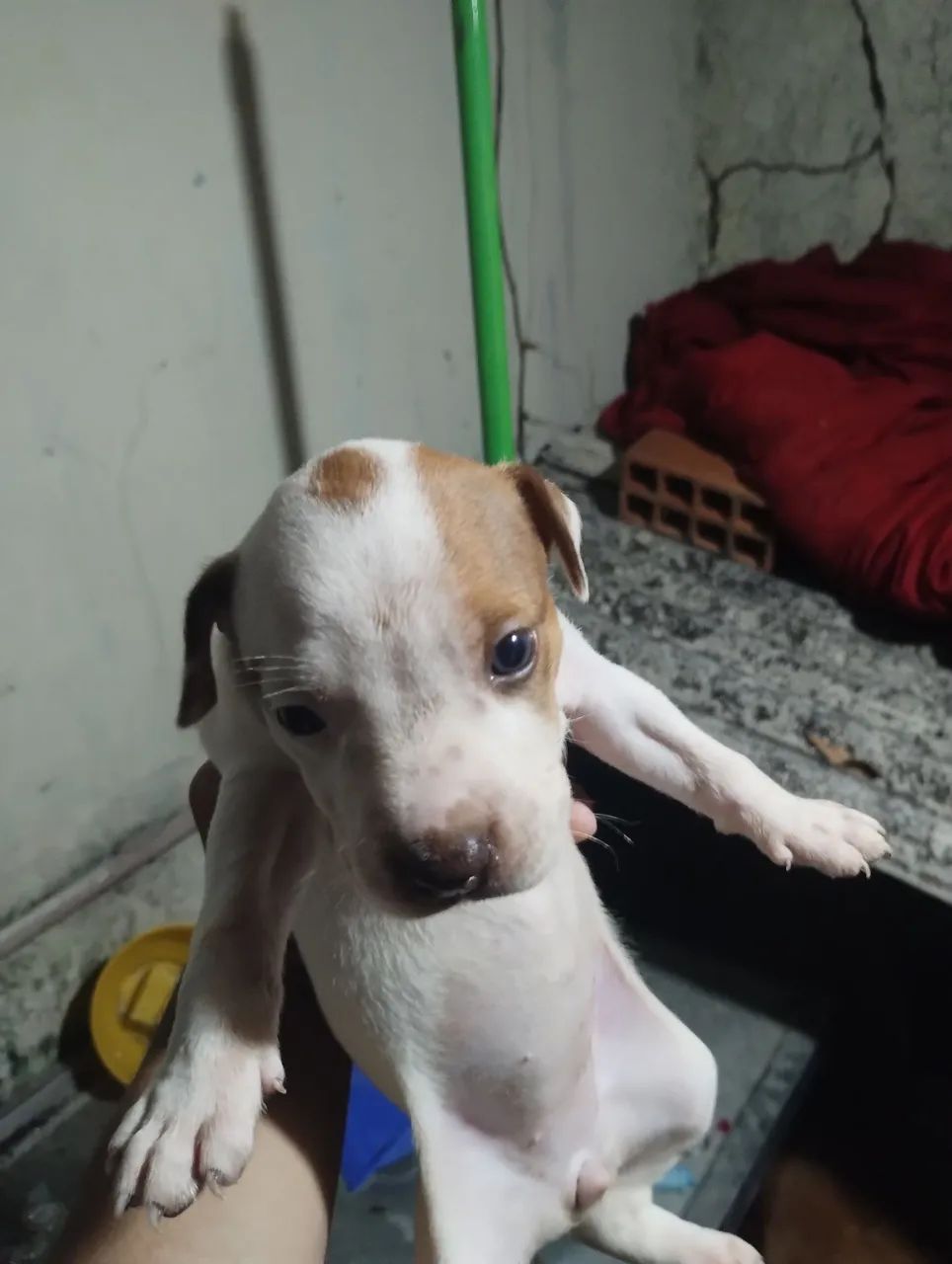 Cachorro Pitbull  - Foto 5
