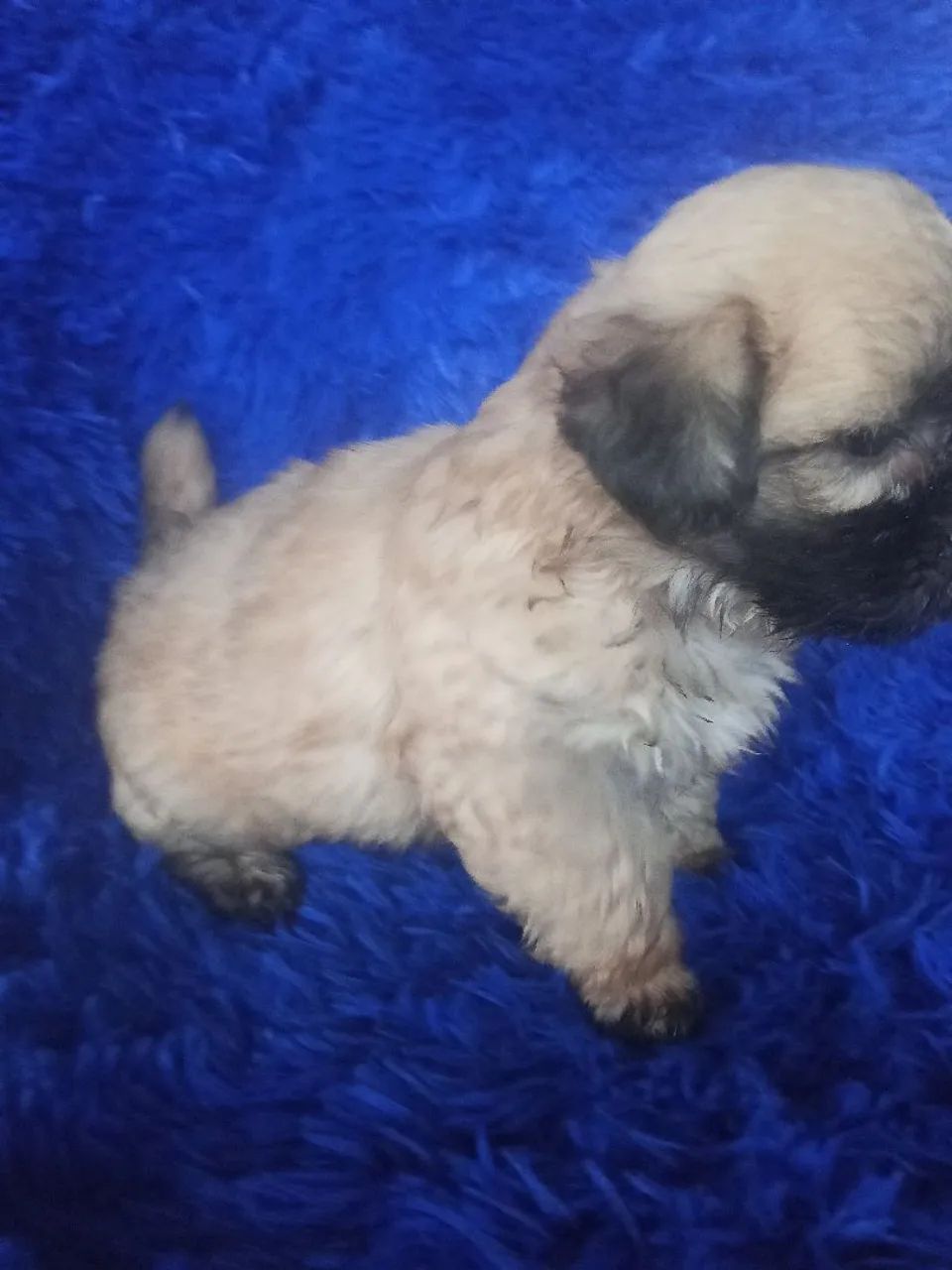 Shih Tzu  - Foto 5