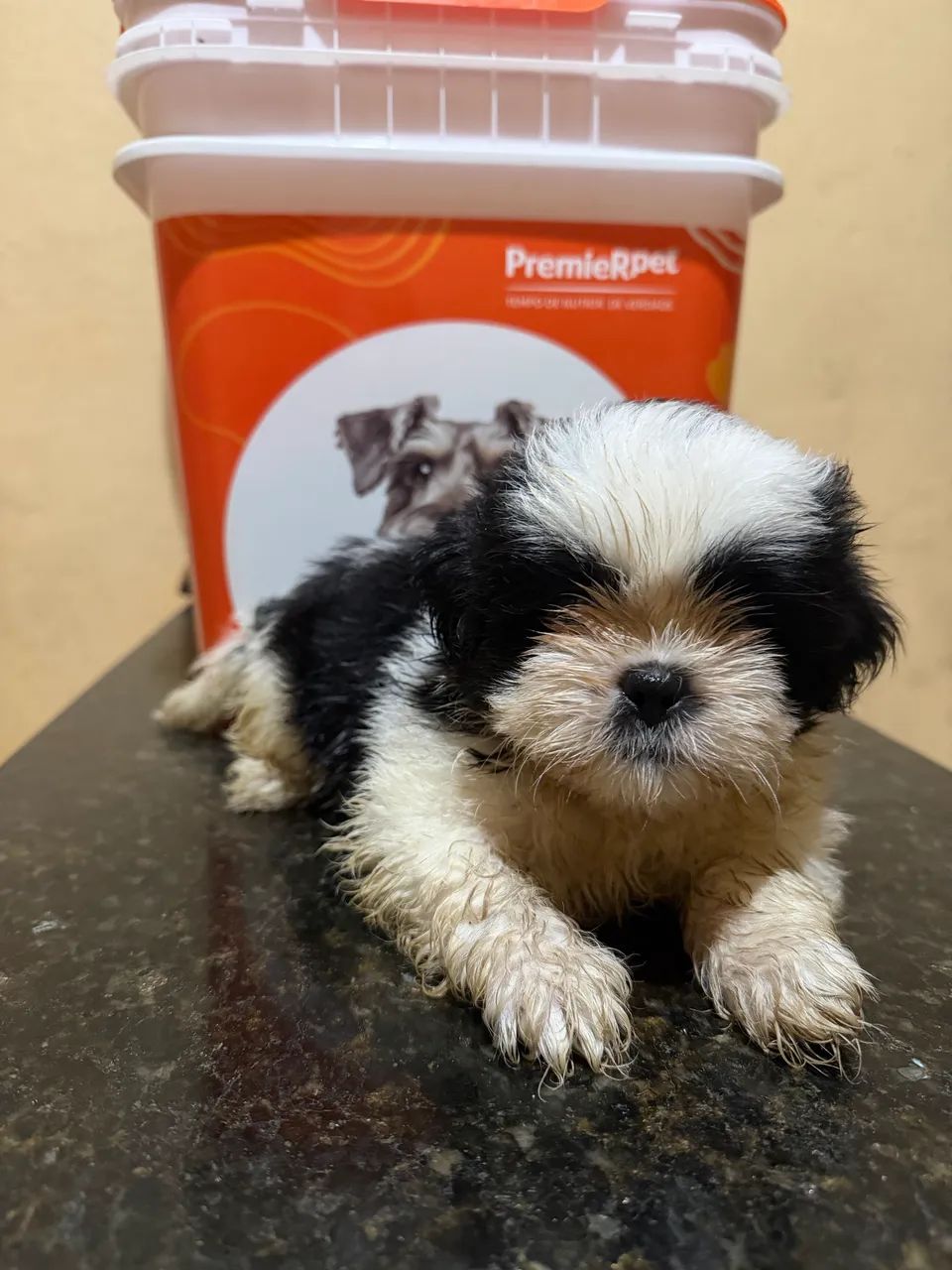 Shihtzu - Foto 5