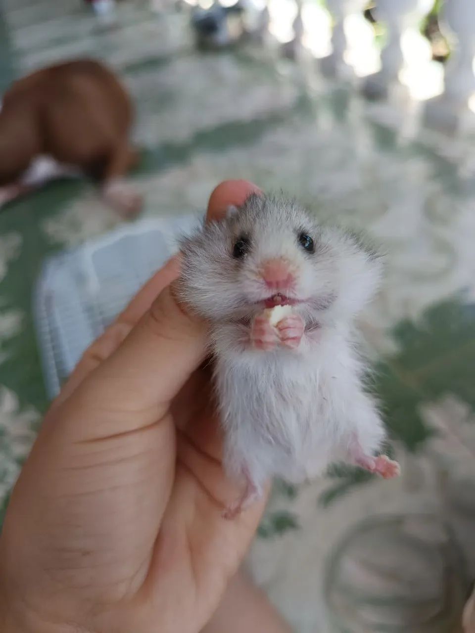Hamster angorá sírio Maceió 
