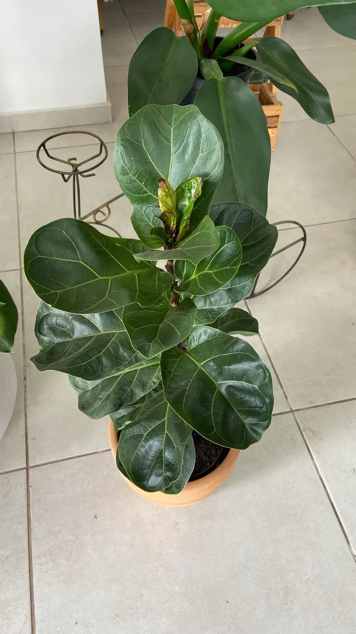 Plantas ornamentais  - Foto 4