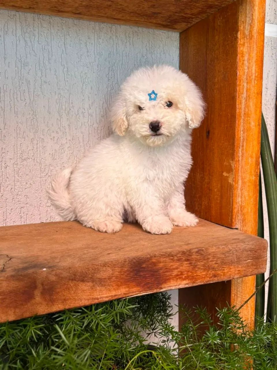 Poodle micro toy macho  - Foto 3