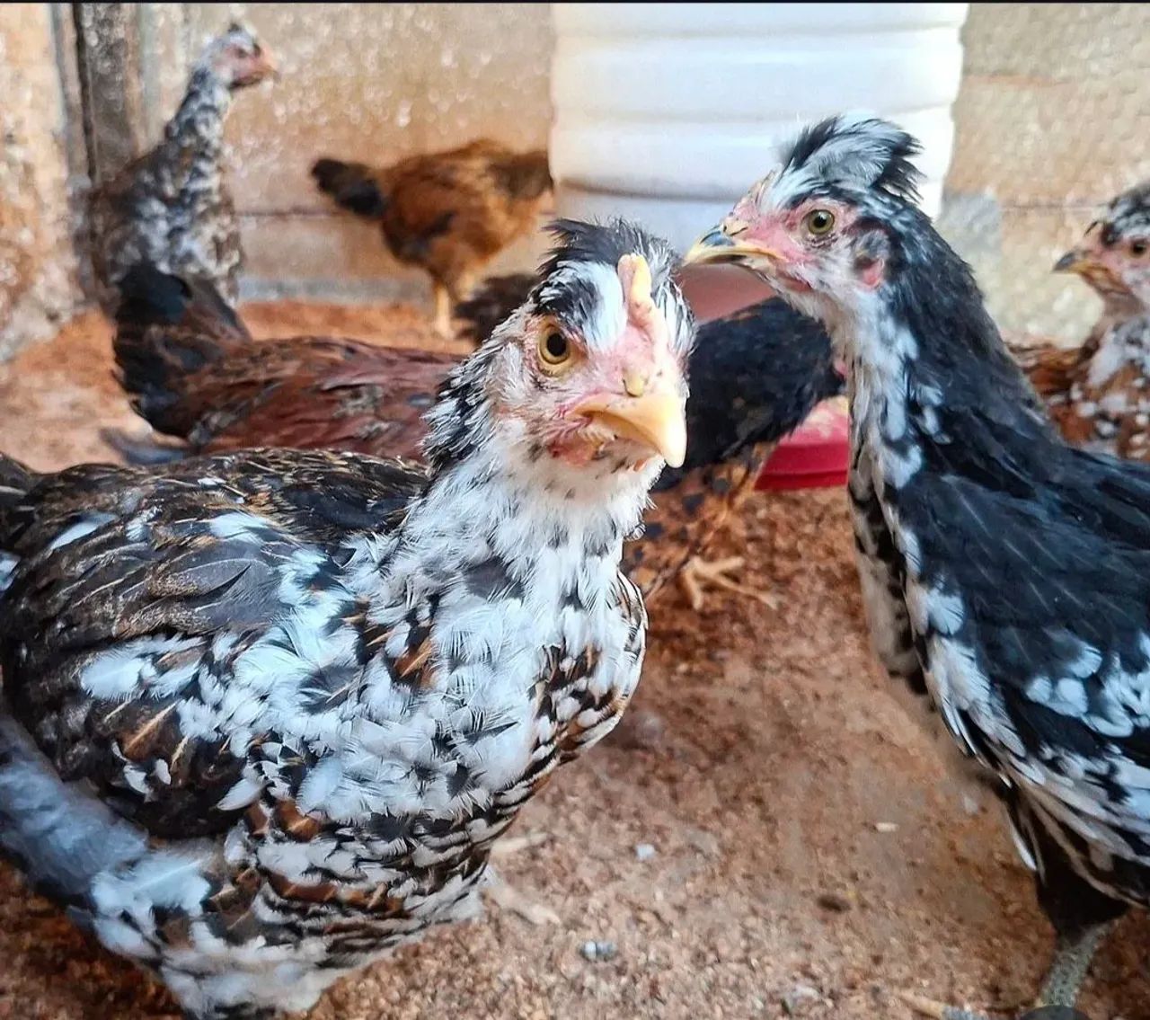 Pintinhos e ovos GSB - Galinha Sertaneja Balão  - Foto 3
