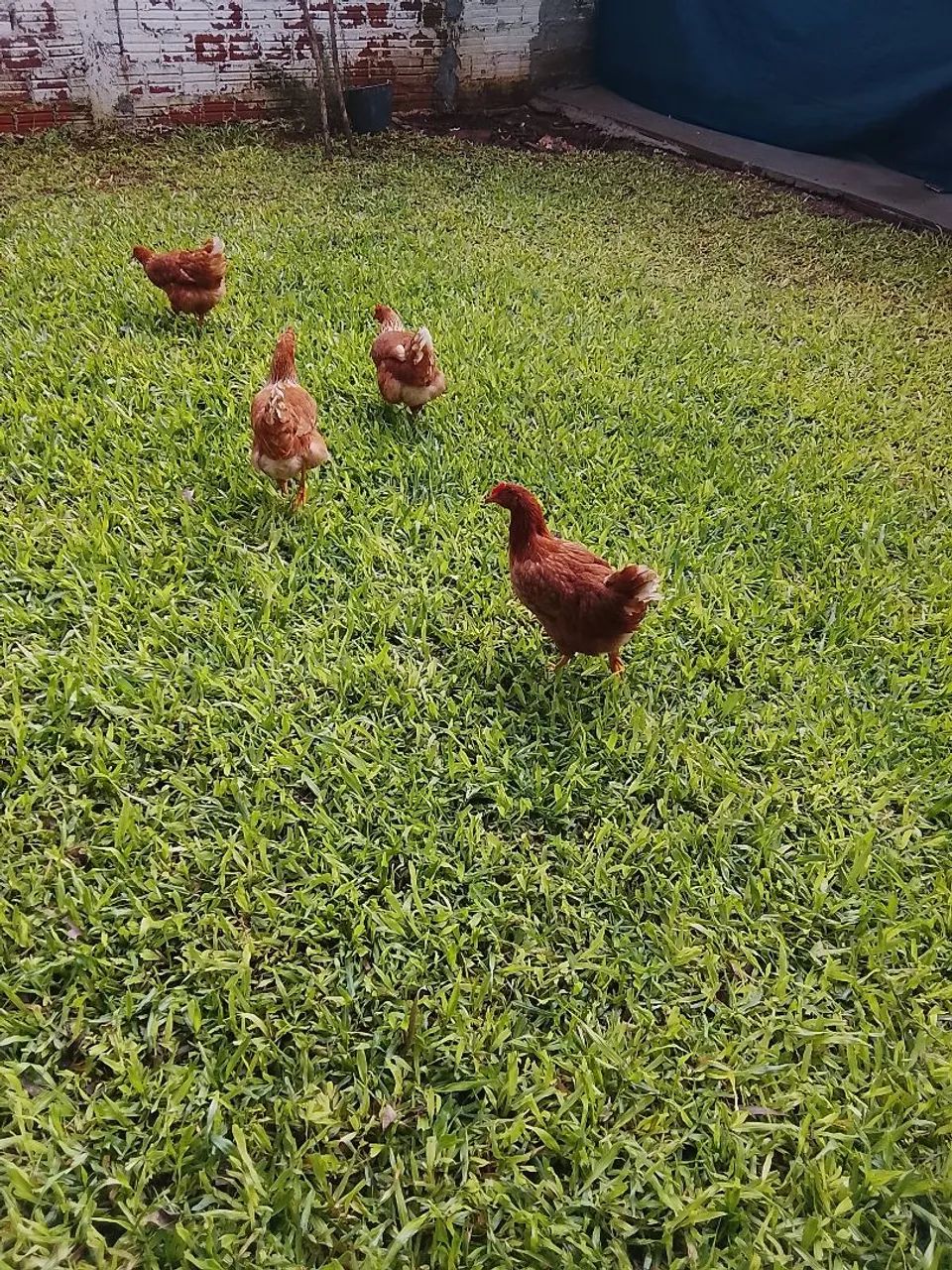 Vendo galinhas botadeiras - Foto 3