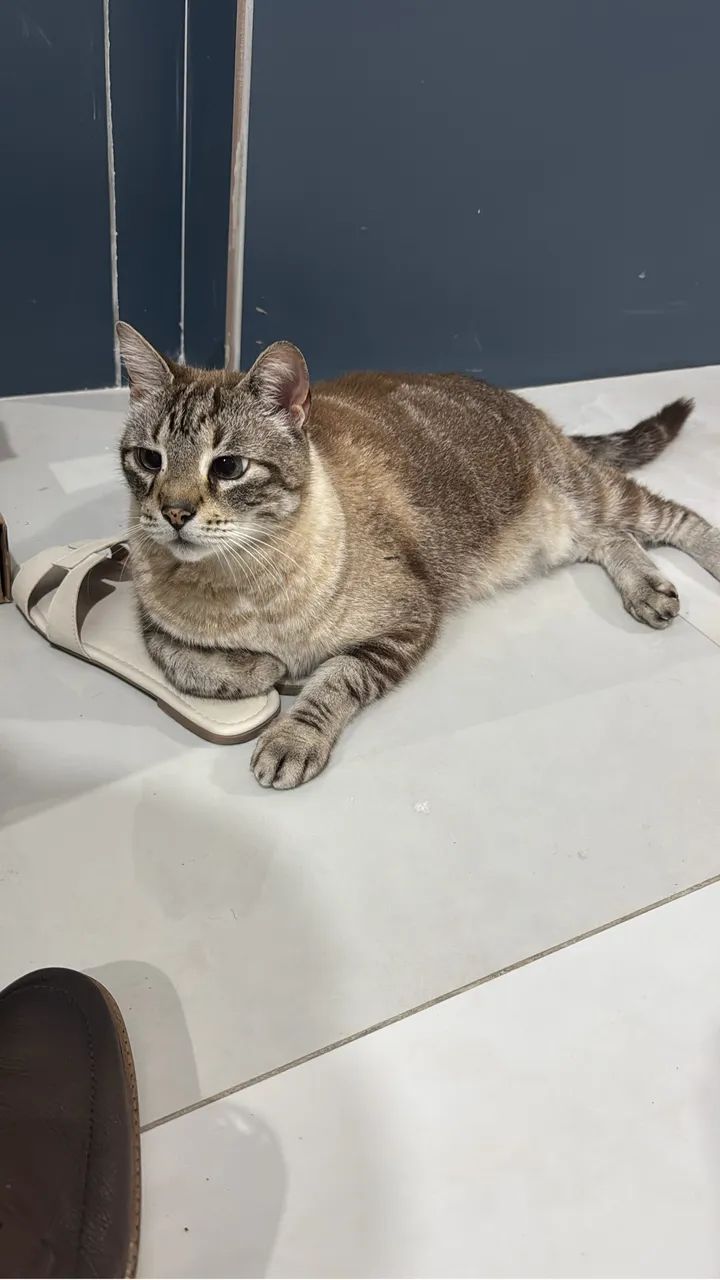 Doa-se gato macho castrado