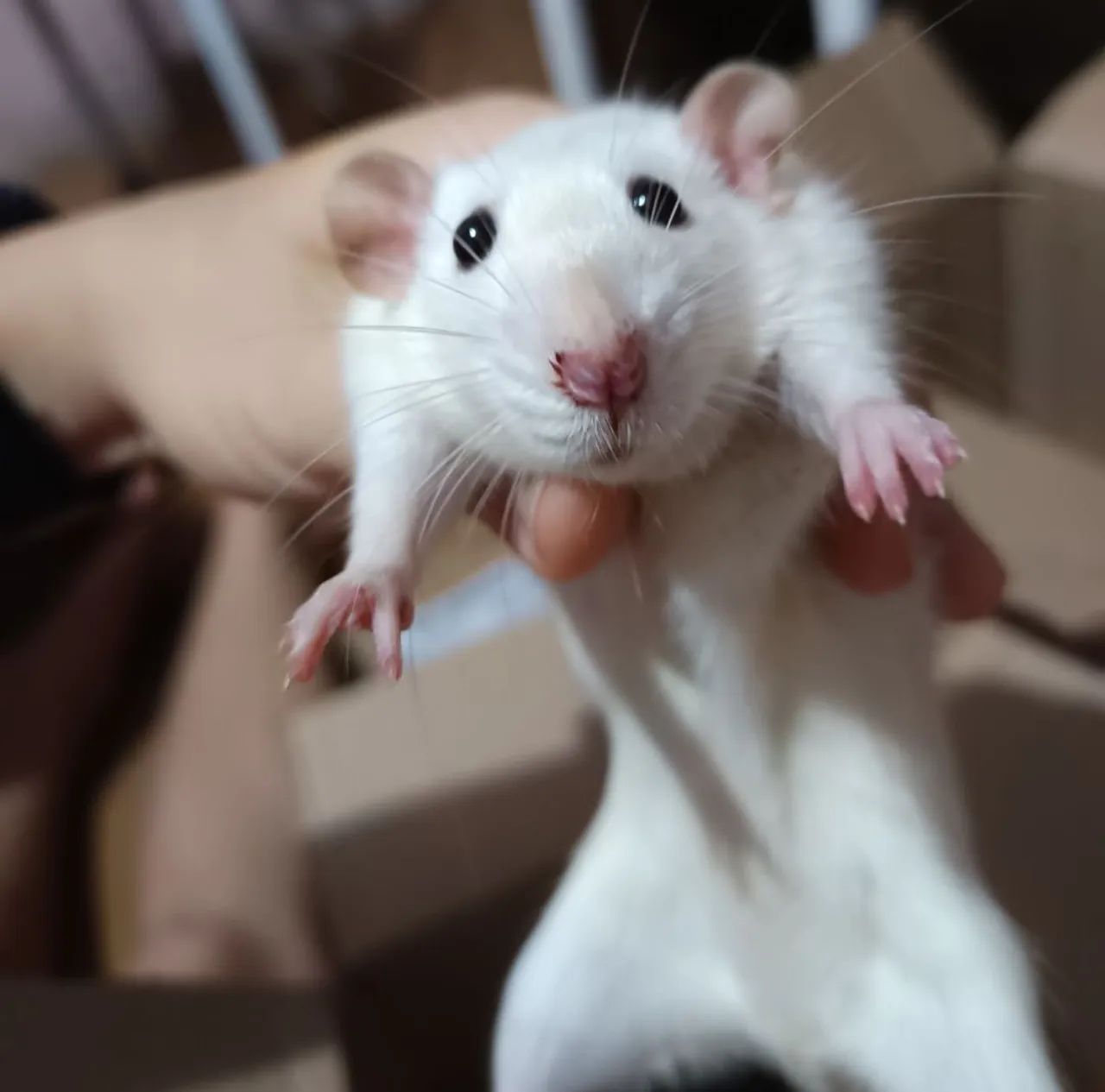 Rato Twister em Maceió 