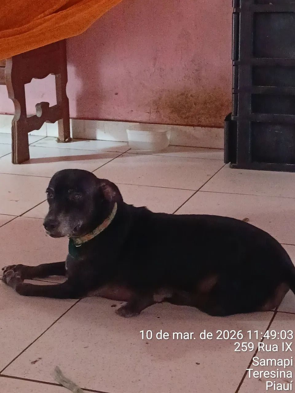 Adoção Responsável 