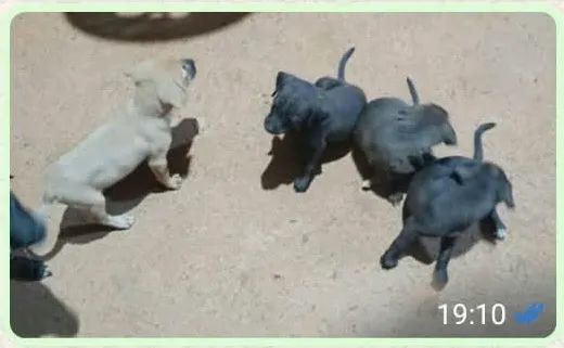 Cães para adoção  - Foto 2
