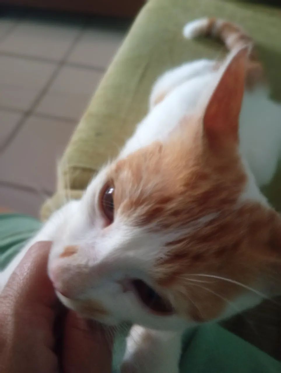 Gatinho macho pra adoção responsável  - Foto 3