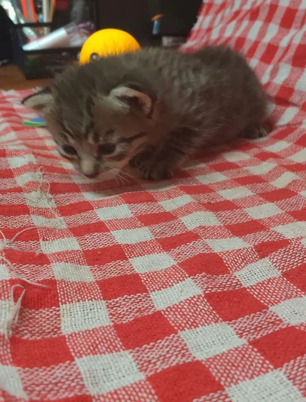 Doação de Gatinhos - Foto 5