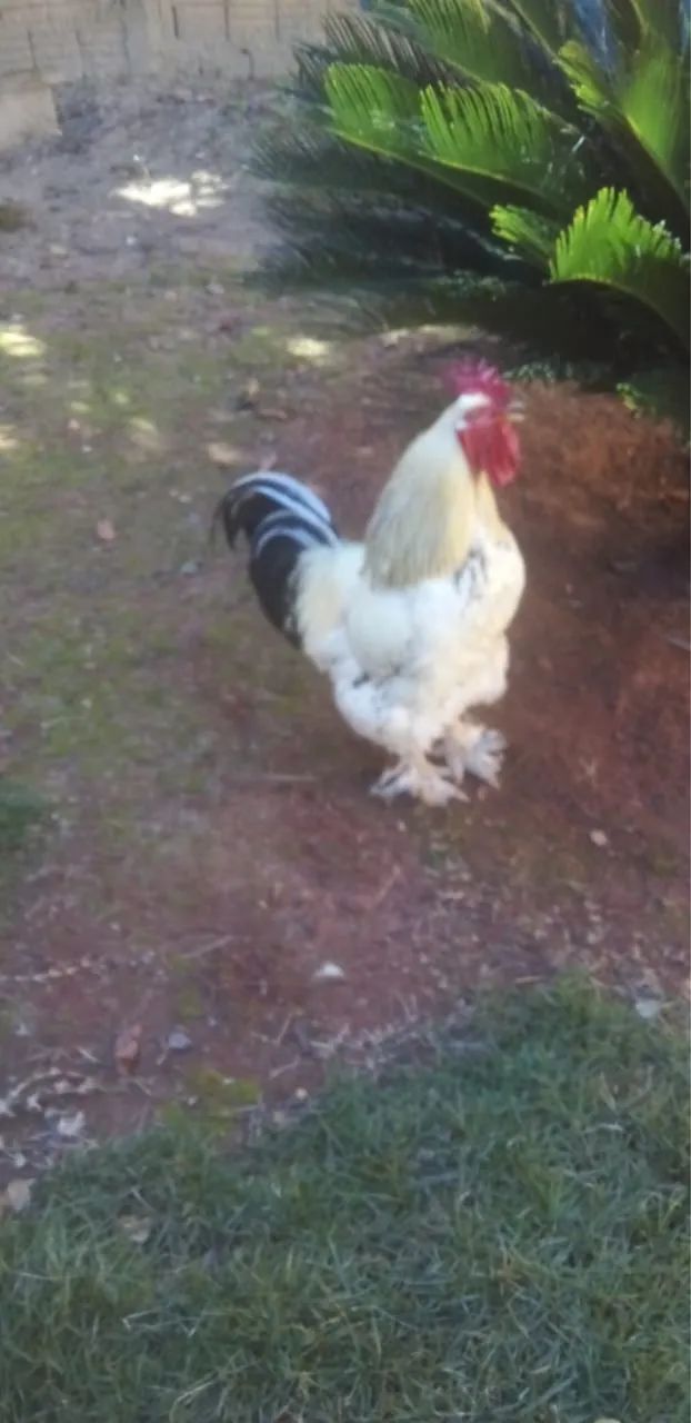 Galo Brahma - Foto 3