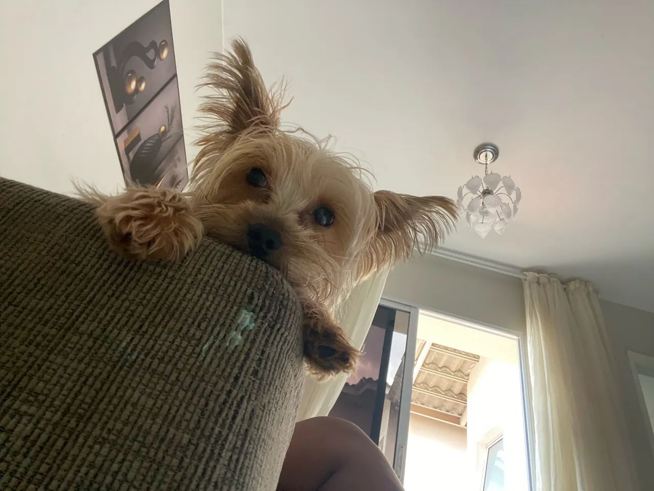 Pet - Foto 4