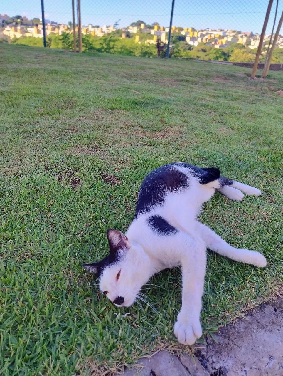 Charles Chaplin felino gatinho adoção responsável  - Foto 2