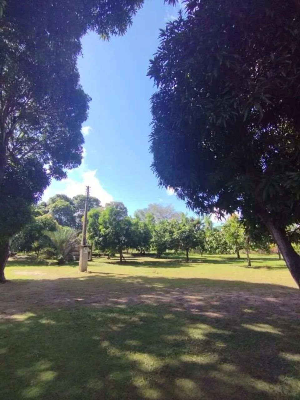 sítio - venda - Foto 4