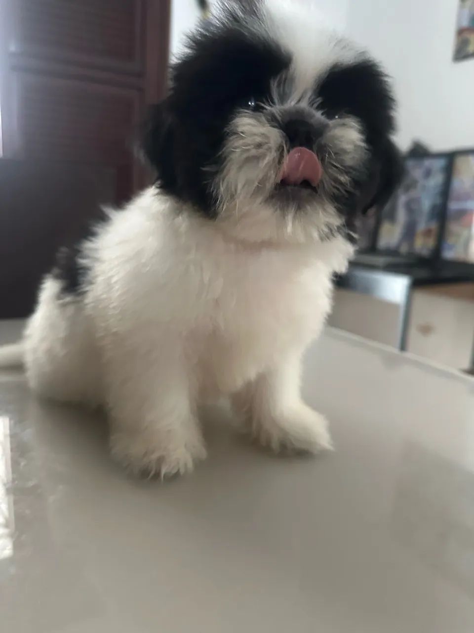 Shihtzu  - Foto 2