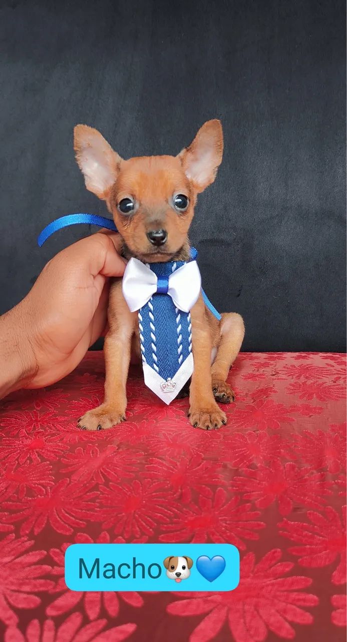 Pinscher com vacina e vermifugado 
