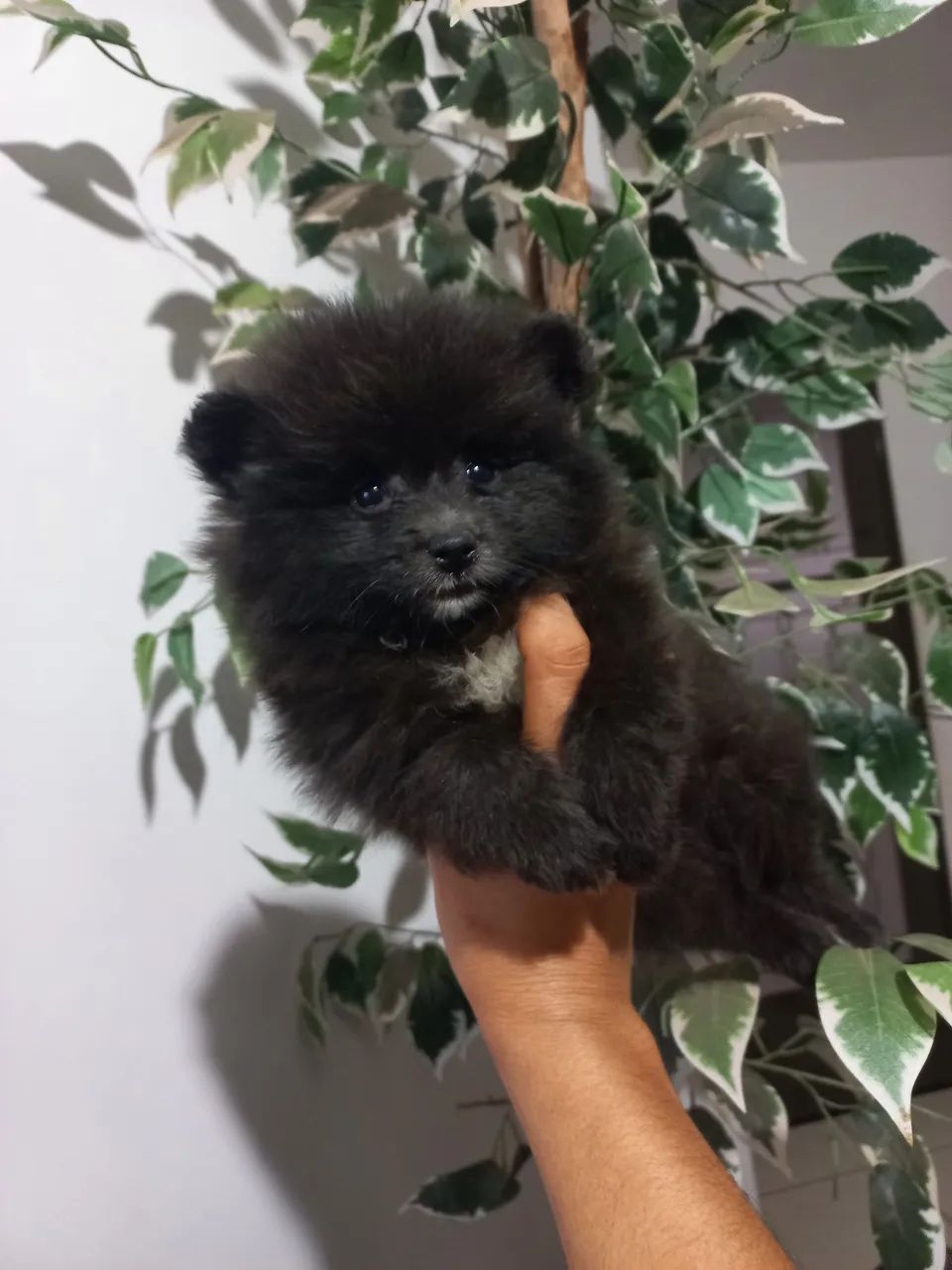 Spitz alemão anão  - Foto 5