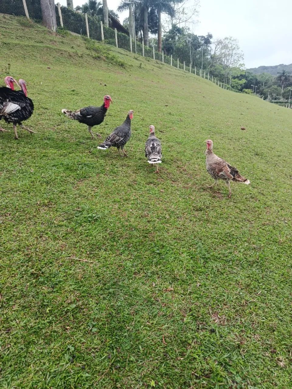 animais - Foto 5