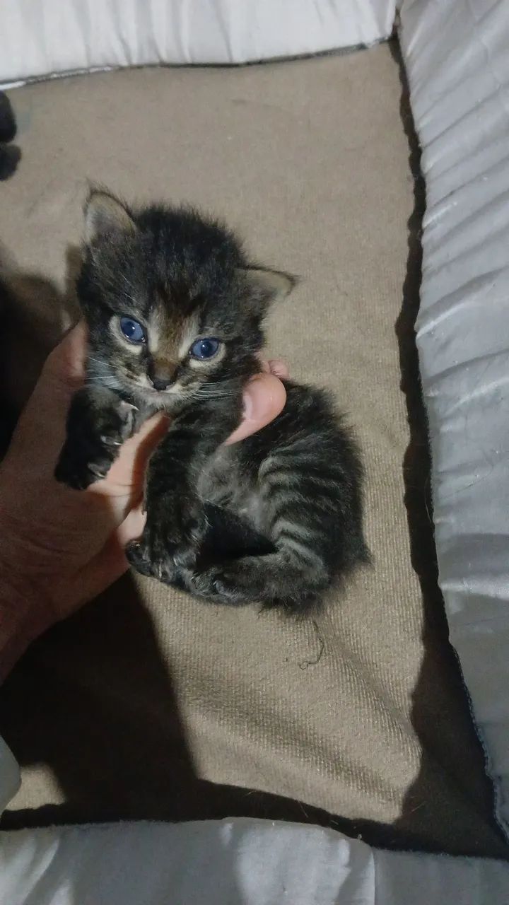 Doa se gatinhos filhotes, 1 macho e 1 fêmea chamar *. - Foto 2