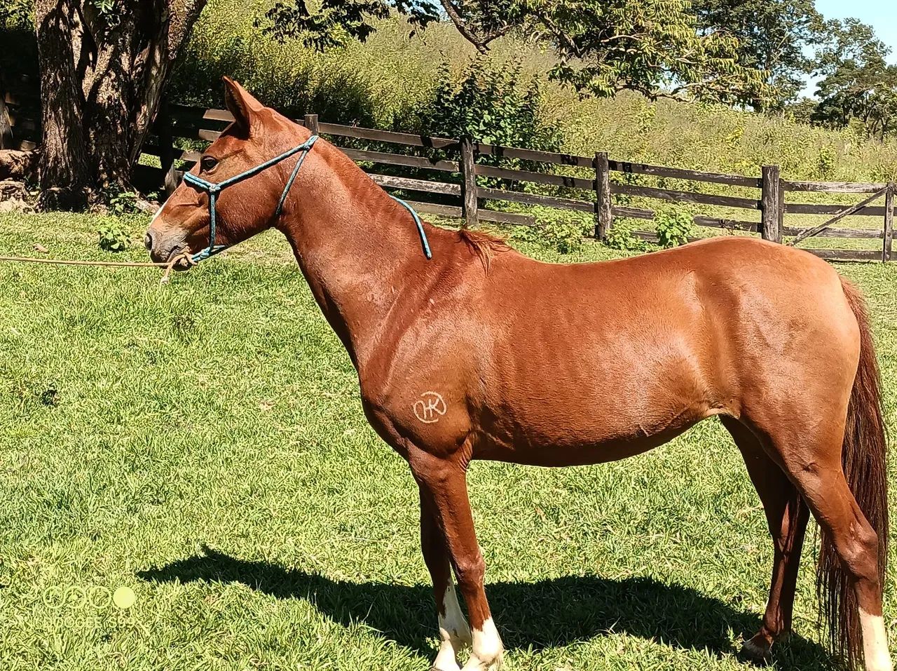 Mangalarga Marchador potra - Foto 2