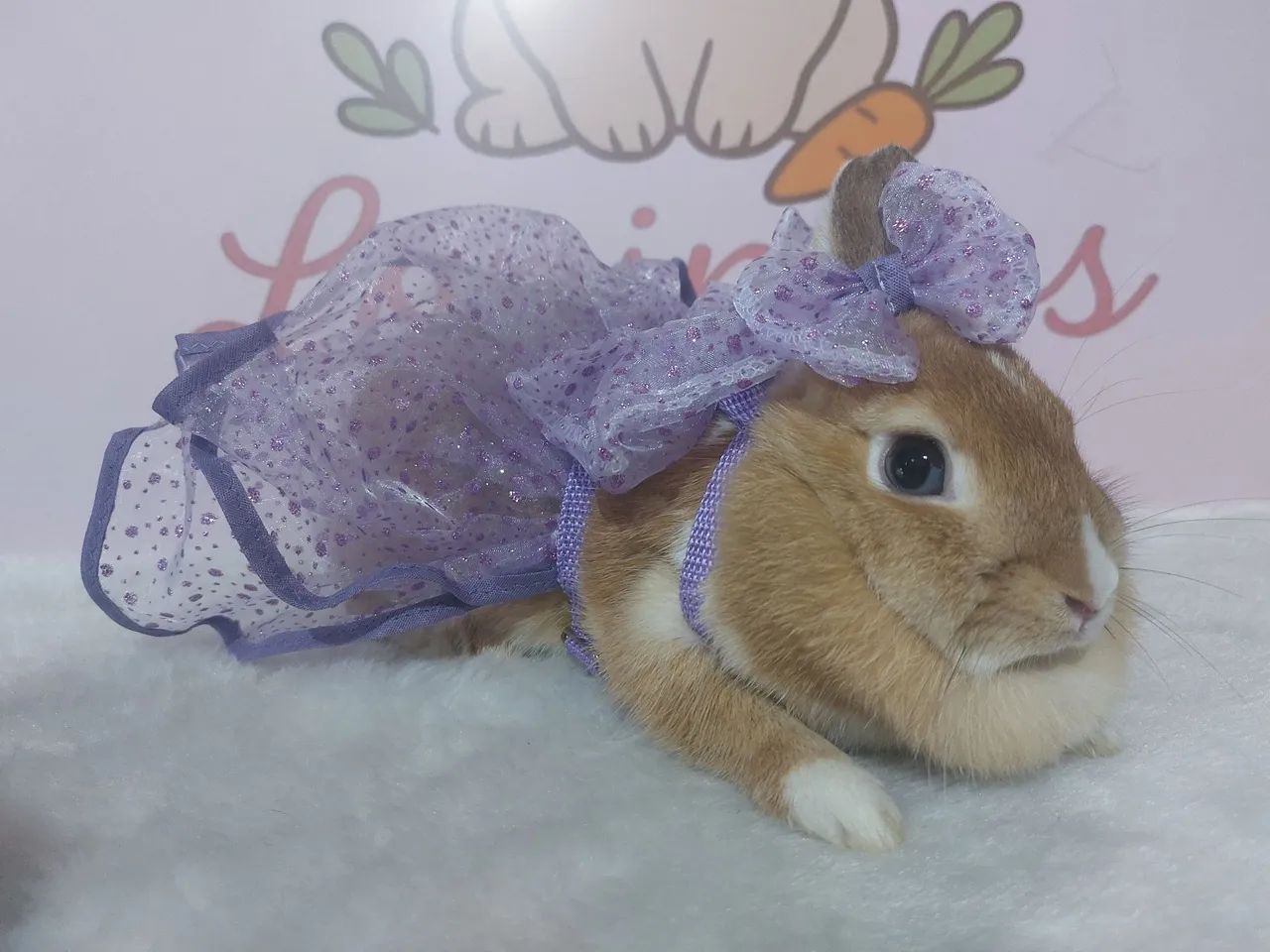 Mini coelho