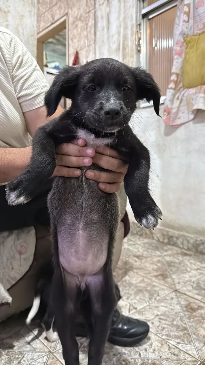 Adoção responsável  - Foto 3