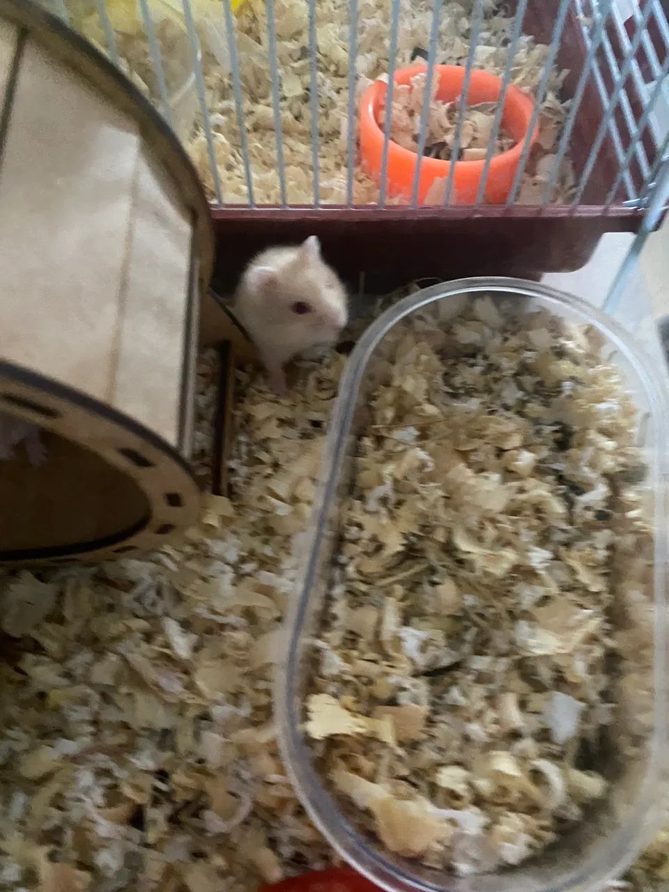 Hamster filhote 