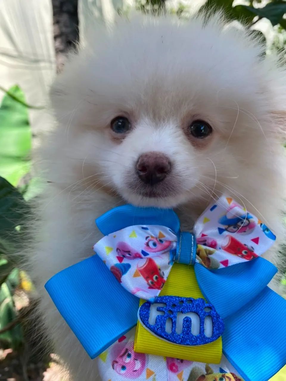 LULU  MACHO