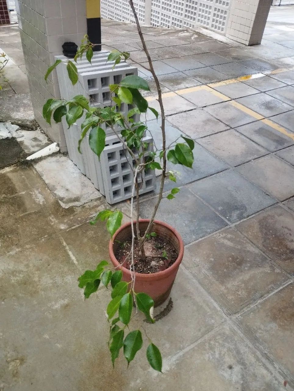 Muda de Ficus Benjamin  - Foto 4