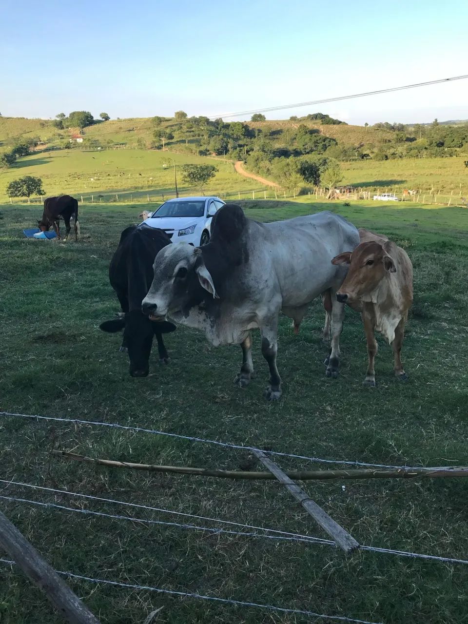 Foto - Americana - Jardim Boer I