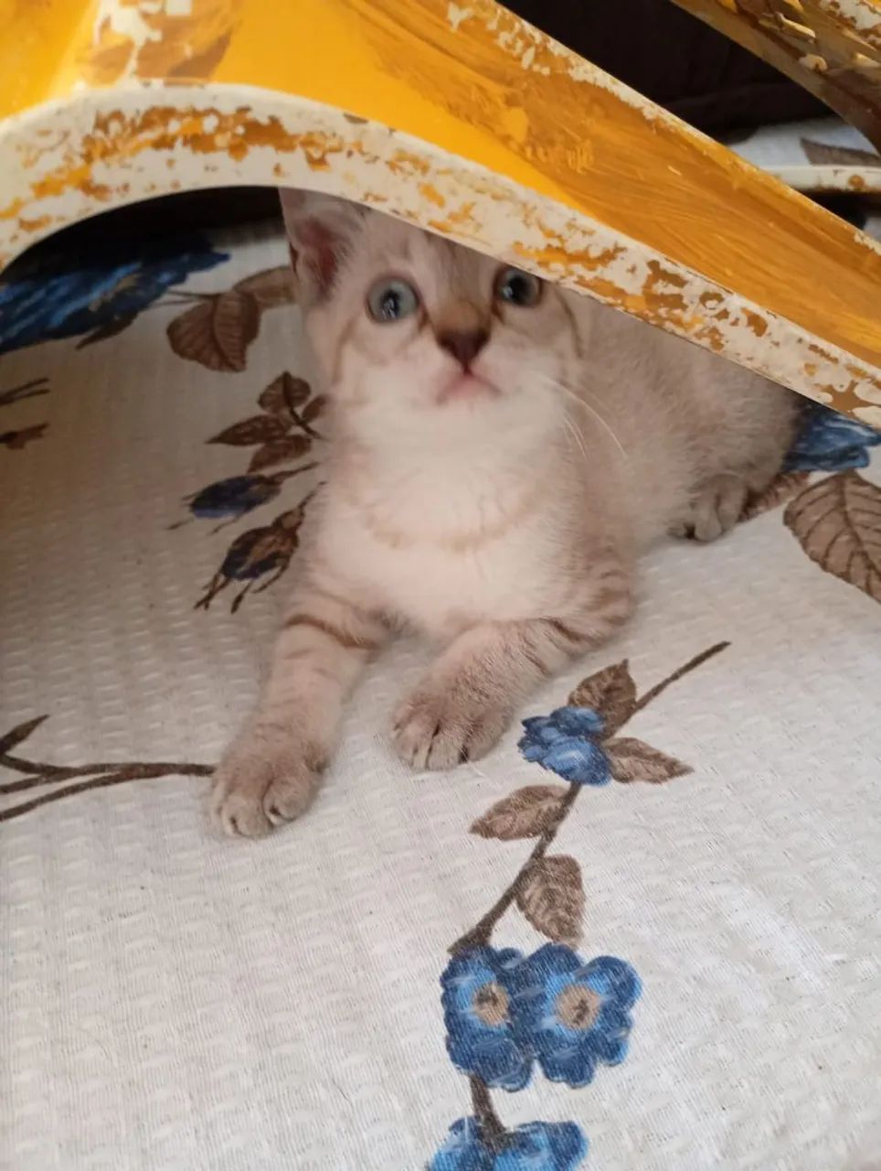 Gata Adoção. - Foto 3