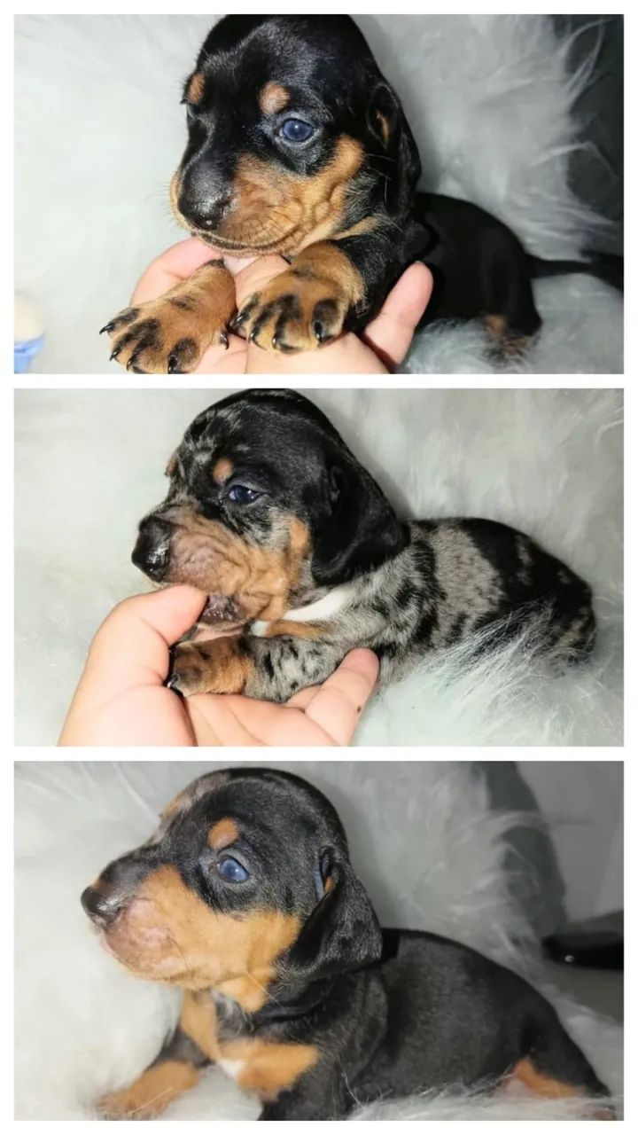 Dachshund Alerquim (Cofap/Teckel )  Apenas machos disponíveis 