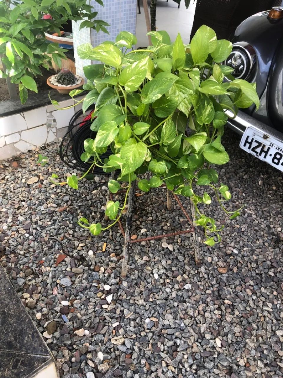 Plantas