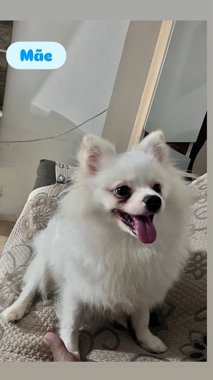 Spitz alemão 