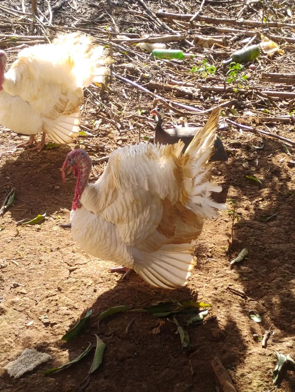Perú 
