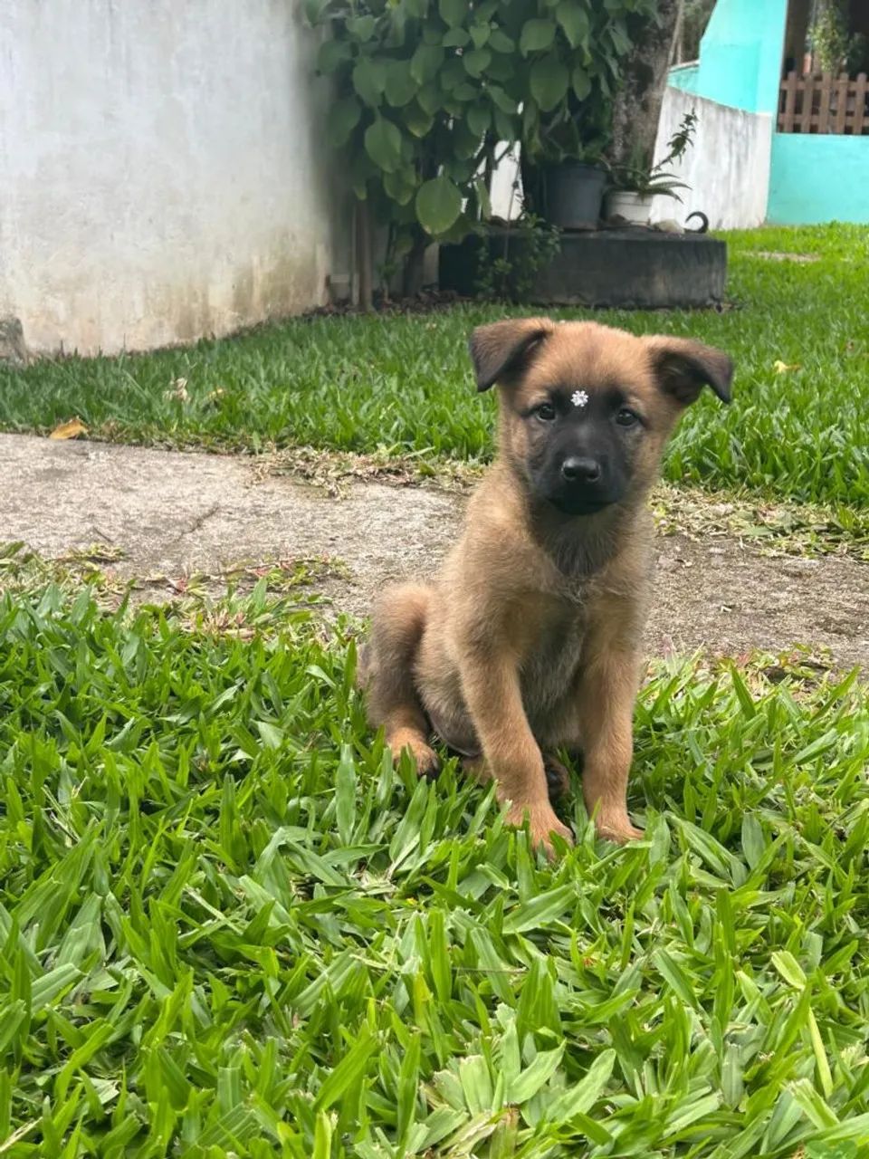 Filhotes de Pastor Belga Malinois  - Foto 4