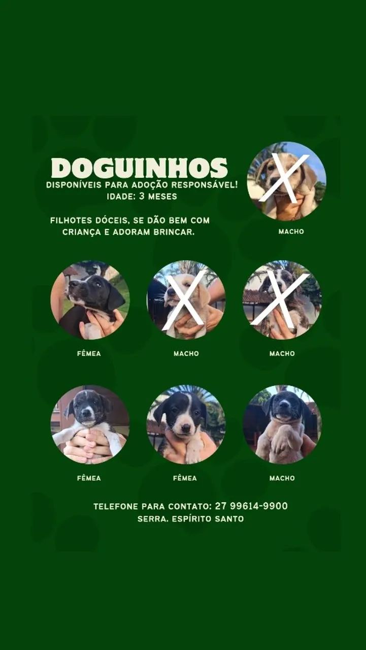 FILHOTES PARA ADOÇÃO RESPONSÁVEL 