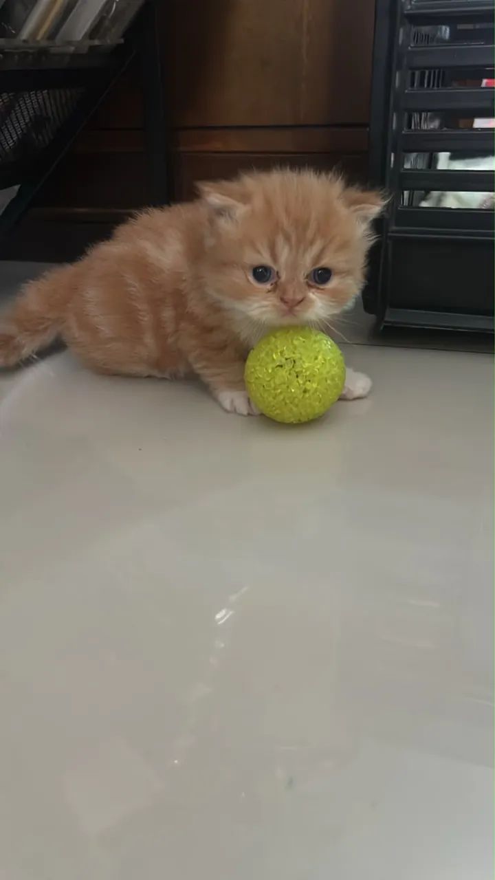 Gato persa  - Foto 3
