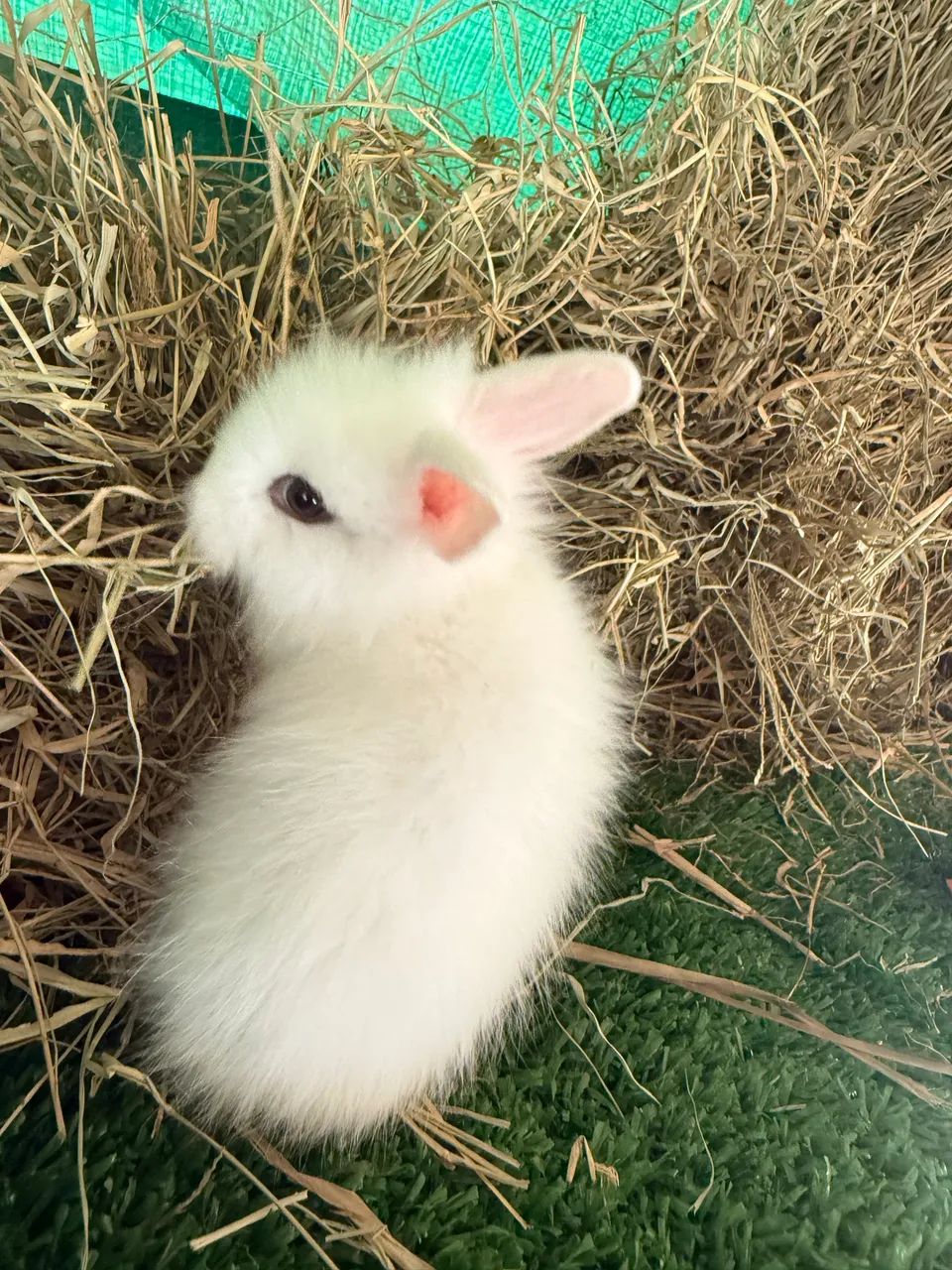 Coelhos: Mini Lion Head, Gigante Flandes, Netherland Dwarf, Mini Lop - Foto 3
